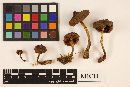 Cortinarius semisanguineus image