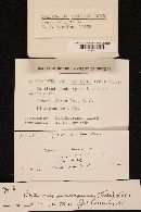 Cortinarius semisanguineus image