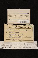 Cortinarius semisanguineus image