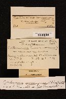 Cortinarius semisanguineus image