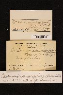 Cortinarius semisanguineus image