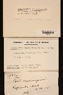 Cortinarius semisanguineus image