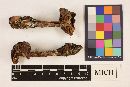 Cortinarius superbus image