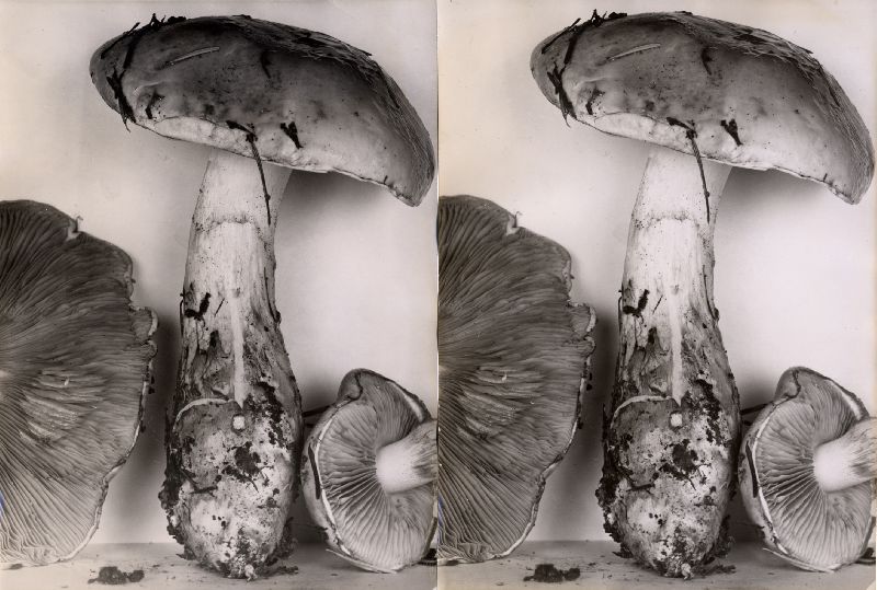 Cortinarius superbus image