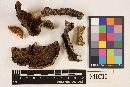 Cortinarius superbus image
