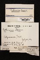 Cortinarius torvus image