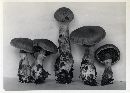 Cortinarius torvus image