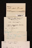 Cortinarius torvus image