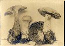 Cortinarius traganus image