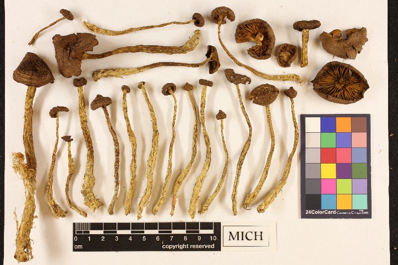 Cortinarius tubarius image