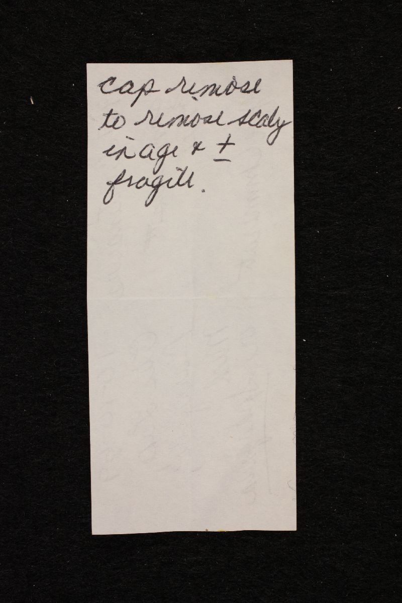 Cortinarius tubarius image