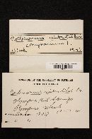 Cortinarius vibratilis image