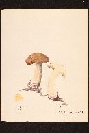 Cortinarius virgatus image