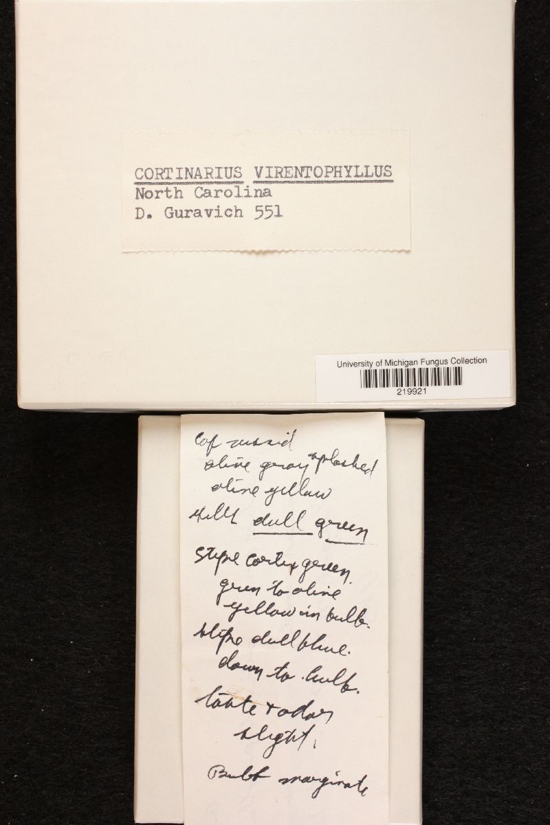 Cortinarius virentophyllus image