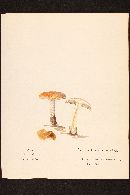 Media resource of Pholiota lubrica