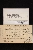 Conocybe rickeniana image