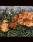 Gymnopilus aeruginosus image