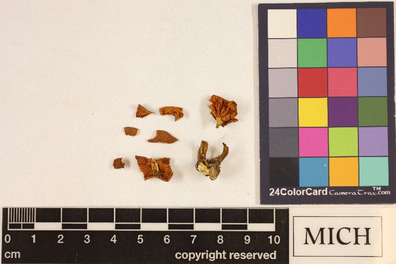 Gymnopilus humicola image