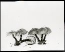 Gymnopilus liquiritiae image