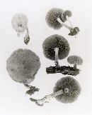 Gymnopilus sapineus image