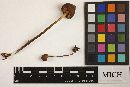 Media resource of Entoloma luteum