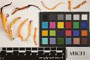 Media resource of Clavulinopsis laeticolor