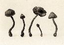 Inocybe agglutinata image