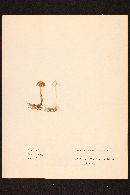 Inocybe calospora image