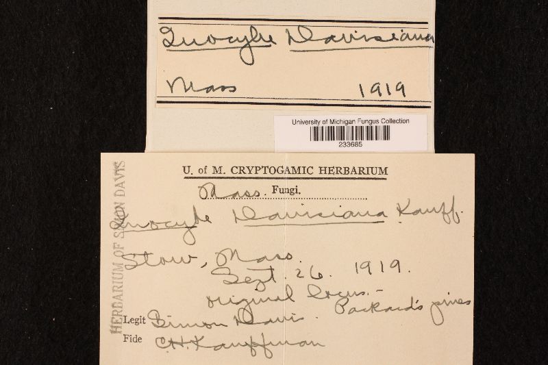 Inocybe davisiana image