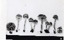 Inocybe fulvella image