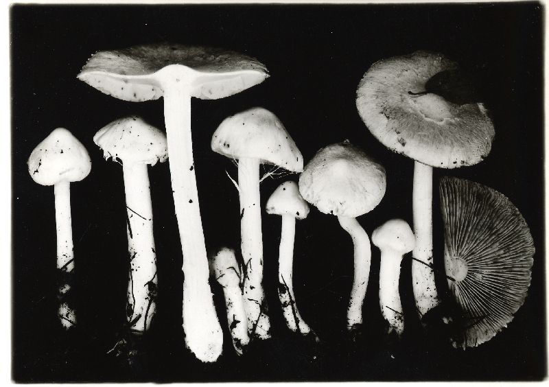 Inocybe kauffmani image