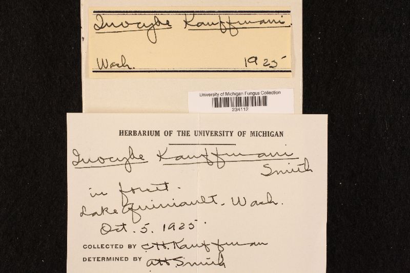 Inocybe kauffmani image