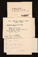 Inocybe lacera image