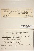 Inocybe lilacina image