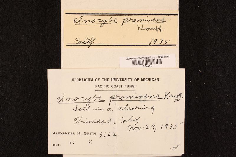 Inocybe prominens image