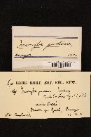 Inocybe whitei image