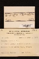 Inocybe radiata image