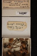 Inocybe sororia image