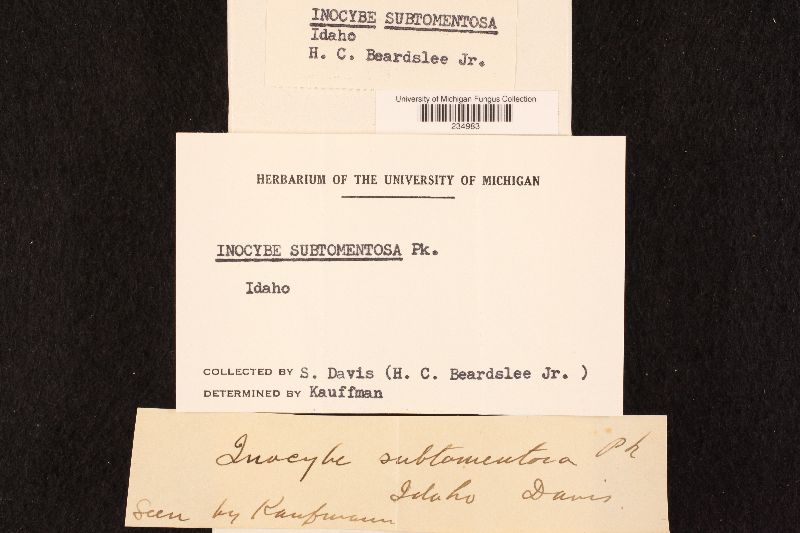 Inocybe subtomentosa image