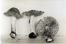 Inocybe xanthomelas image