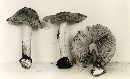Inocybe xanthomelas image