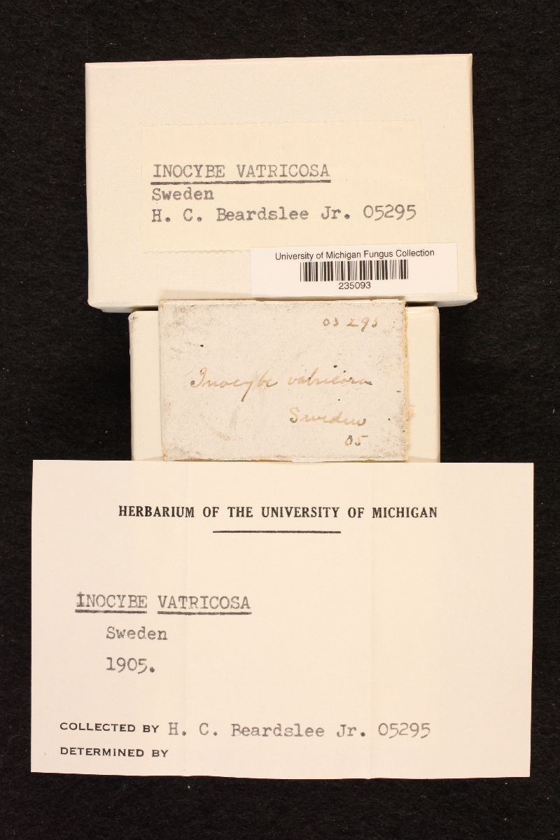 Inocybe vatricosa image