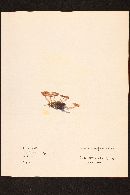 Media resource of Naucoria californica