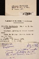 Pholiota spumosa image