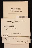 Flammulaster muricatus image