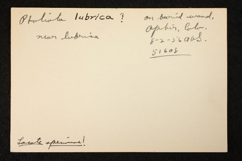 Pholiota rufodisca image