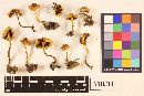 Pholiota spumosa image