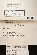 Pholiota squarrosa image