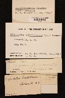 Pleuroflammula flammea image