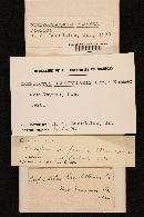 Pleuroflammula flammea image